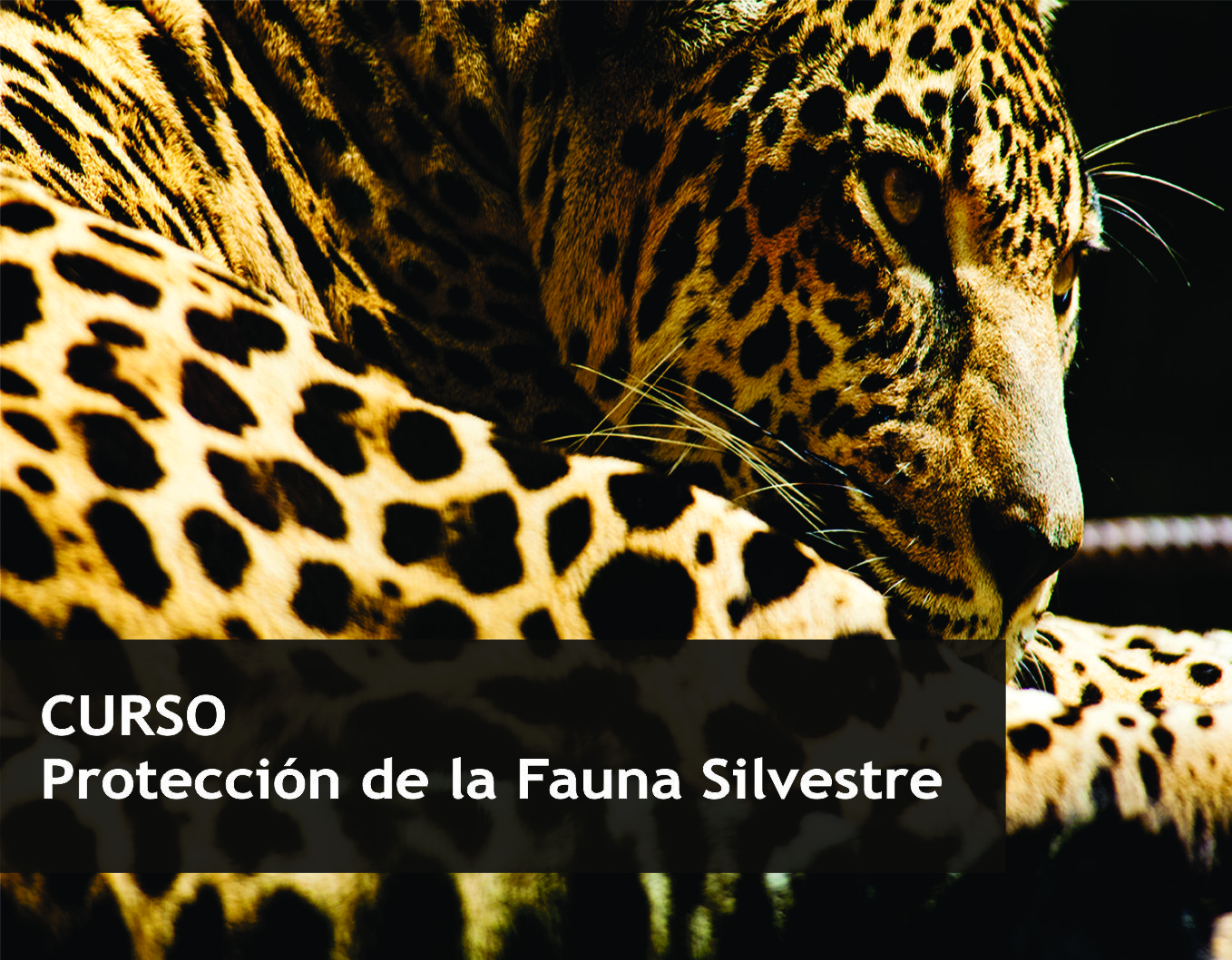 Protección de la Fauna Silvestre Terrestre