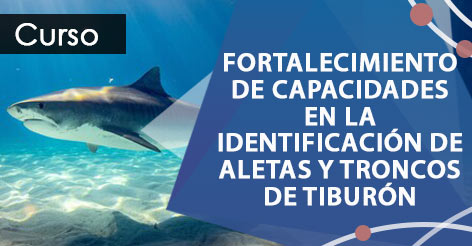 Fortalecimiento de Capacidades en la Identificación de Aletas y Troncos de Tiburón